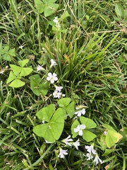 Oxalis triangularis
