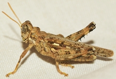 Dericorys carthagonovae