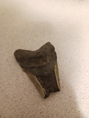 Carcharodon megalodon