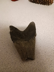 Carcharodon megalodon