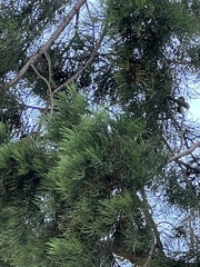 Sequoiadendron giganteum
