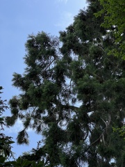 Sequoiadendron giganteum