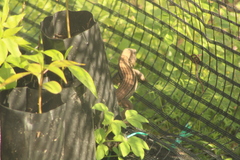 Aspidoscelis guttatus