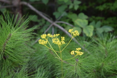 Patrinia scabiosifolia