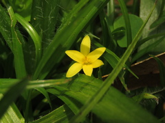Hypoxis decumbens