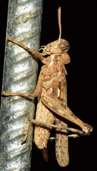 Dericorys carthagonovae