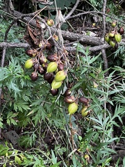 Paulownia tomentosa