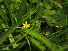 Hypoxis decumbens