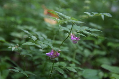 Vicia venosa