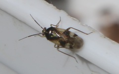 Orthops