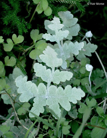 Pentagramma pallida