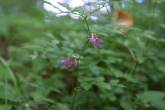Vicia venosa