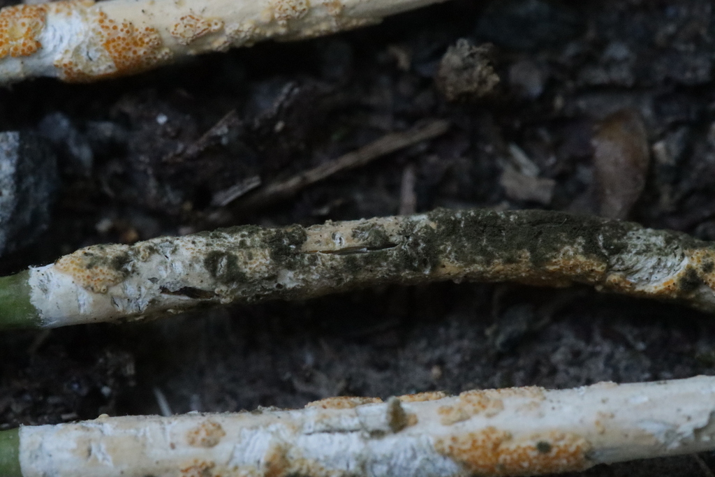 Cladosporium — foto 1