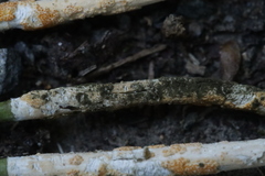 Cladosporium epichloes