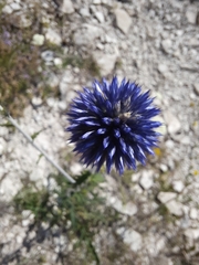 Echinops tataricus
