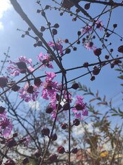 Physocalymma scaberrimum