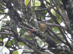 Anabacerthia striaticollis