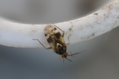 Orthops