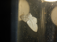 Scopula nigropunctata