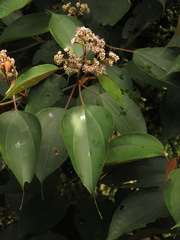 Miconia caudata