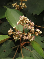 Miconia caudata
