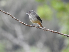 Knipolegus poecilurus