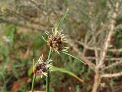 Ficinia indica