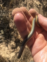 Anniella pulchra