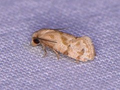 Platphalonidia magdalenae