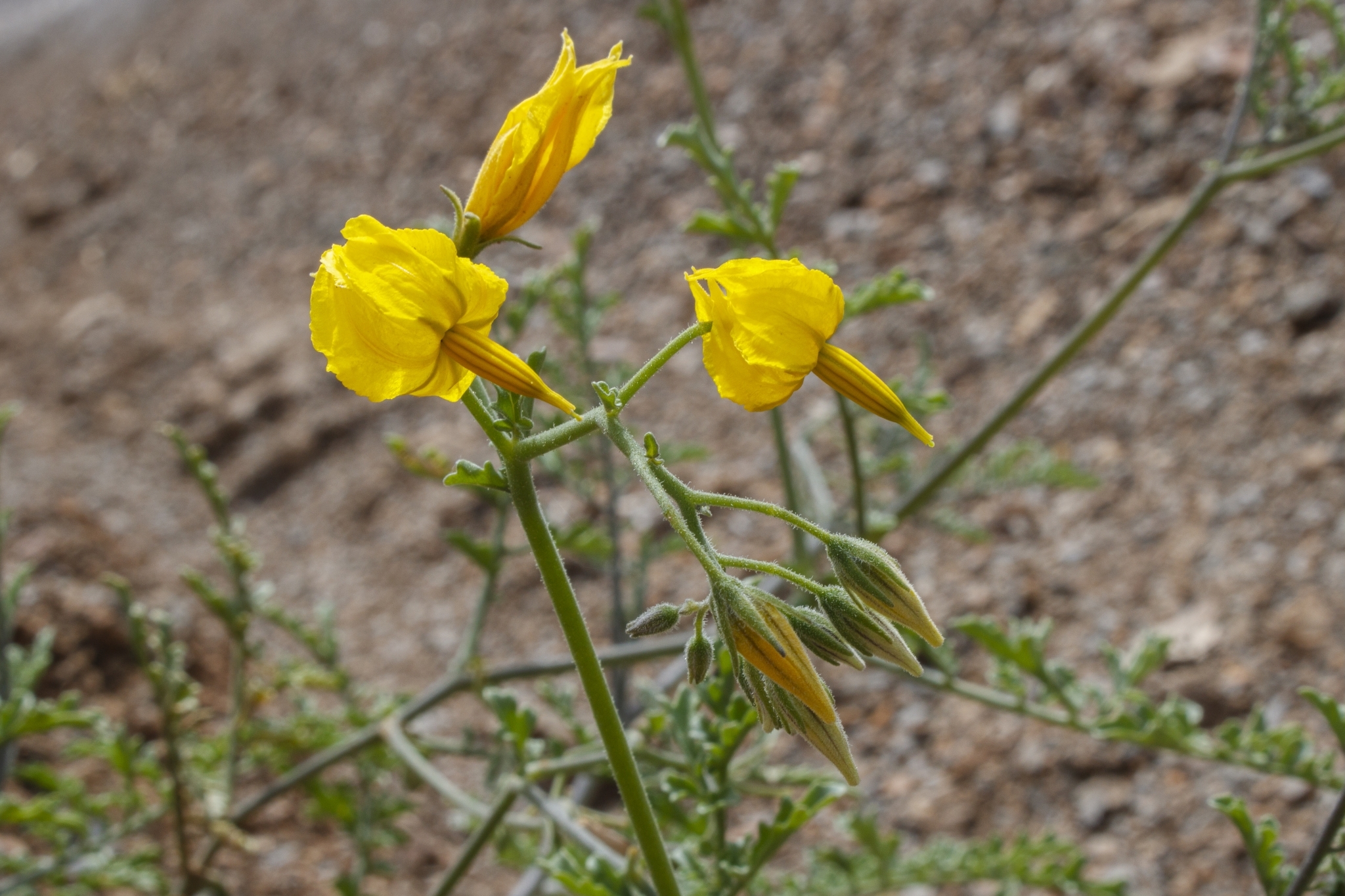 Solanum huaylasense