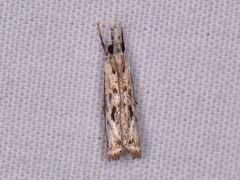 Microcrambus kimballi