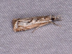 Microcrambus kimballi