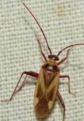 Adelphocoris falukei