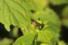 Melanotettix dibelonius