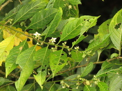 Solanum deflexiflorum