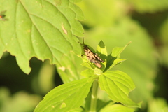 Melanotettix dibelonius