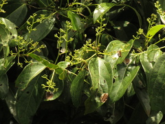 Aiouea montana