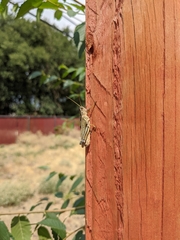 Melanoplus bivittatus