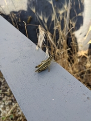 Melanoplus bivittatus