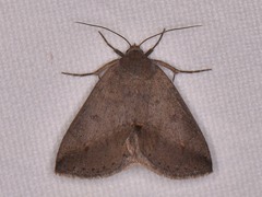 Argyrostrotis flavistriaria