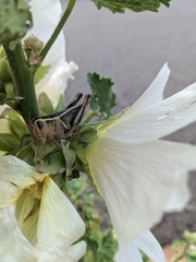 Melanoplus bivittatus