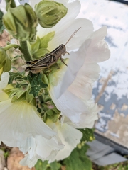 Melanoplus bivittatus