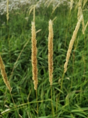 Phleum phleoides