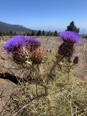 Cynara cardunculus image