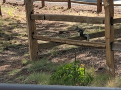 Sciurus aberti