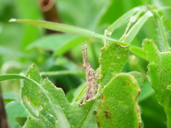 Pyrgomorphini