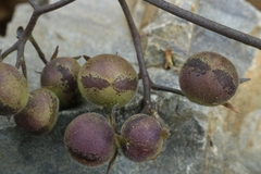 Solanum huaylasense