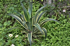 Agave desmettiana