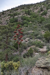 Agave