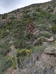 Agave